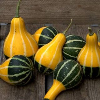 بذر کدو تنبل گلابی میکس