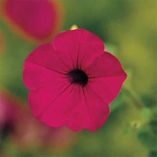 بذر گل اطلسی الوان
