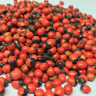 بذر چشم خروس