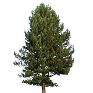 بذر درخت کاج سیاه