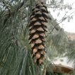 درخت کاج والیچیان زیبا