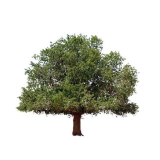 بذر درخت بنه
