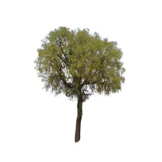 بذر درخت کهور ایرانی