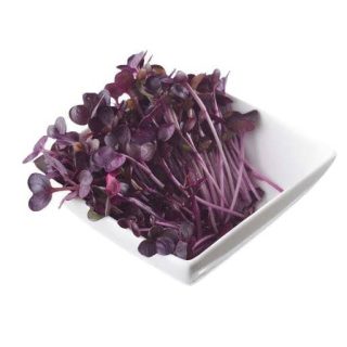 میکروگرین ریحان بنفش