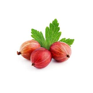 بذر گوس بری بنفش