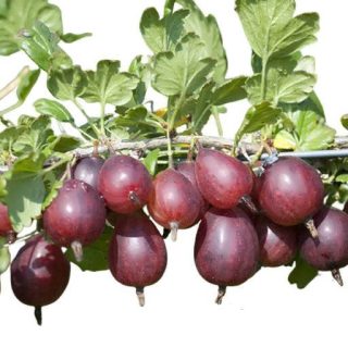 بذر گوس بری بنفش