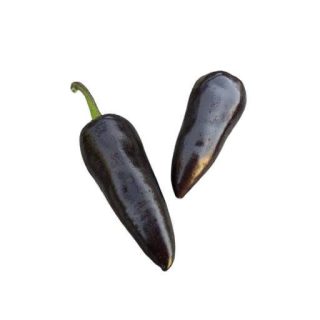 بذر فلفل هالوپینو