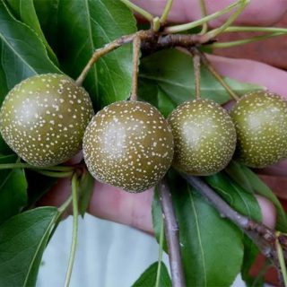 بذر درخت گلابی وحشی (فوج)