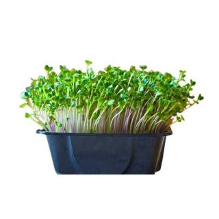 بذرمیکروگرین تربچه