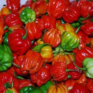 فلفل اجی دو سی قرمز تازه