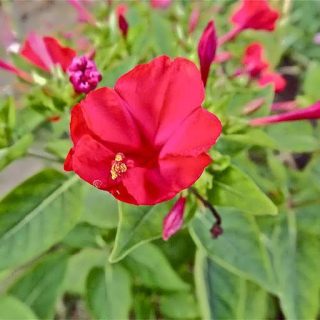 گل لاله عباسی قرمز تازه