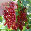 انگور فرنگی قرمز (رد کارنت) تازه