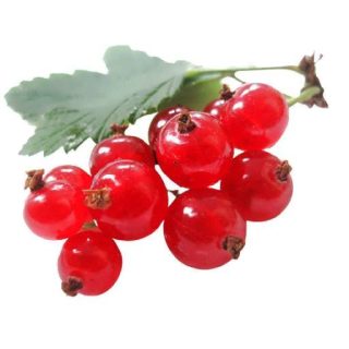 بذر انگور فرنگی قرمز (رد کارنت)