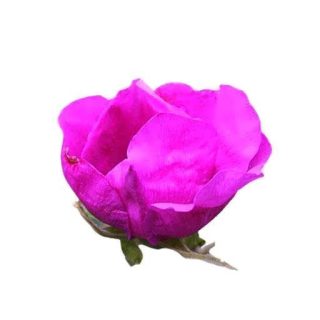 بذر گل رز راگوسا