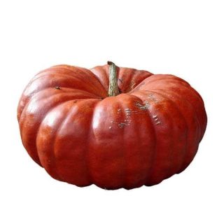 بذر کدو مربایی