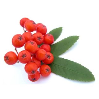 بذر روآن بری