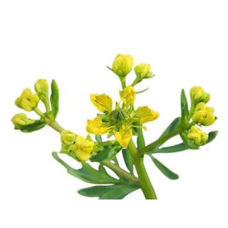 بذر سداب