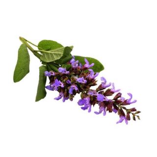 بذر مریم گلی