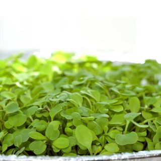 بذر میکروگرین مرزه