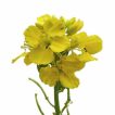 بذر خردل زراعی
