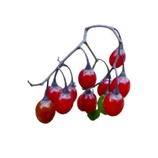 بذر تاجریزی