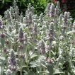 سنبله نقره ای