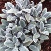 گیاه سنبله نقره ای