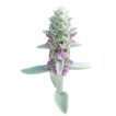 بذر سنبله نقره ای