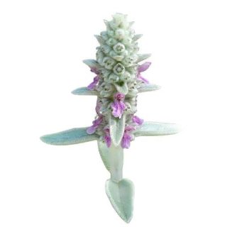 بذر سنبله نقره ای
