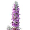 بذر سنبله نقره ای