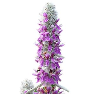 بذر سنبله نقره ای