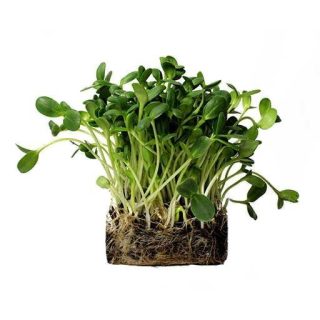 خرید بذر میکروگرین آفتابگردان