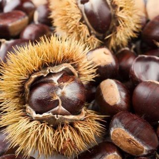 بذر شاه بلوط اروپایی