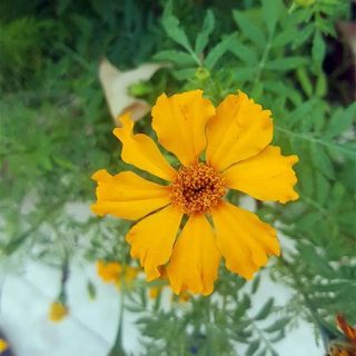 گل جعفری کم پر
