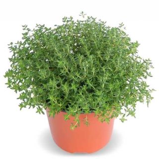 بذر آویشن برگ باریک