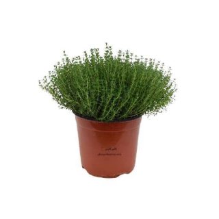 بذر آویشن باغی