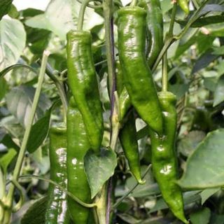 بذر فلفل درختی