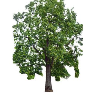 بذر درخت عرعر