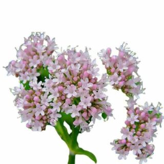 بذر سنبل الطیب