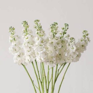بذر گل شب بو سفید