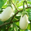بادمجان سفید دلمه ای