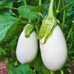 گیاه بادمجان سفید دلمه ای
