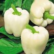 فلفل دلمه ای سفید
