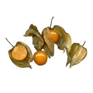 فیسالیس زرد (عروسک پشت پرده)