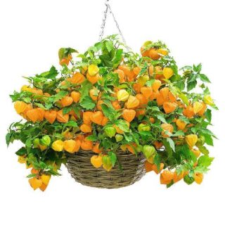 بذر فیسالیس زرد (عروسک پشت پرده)