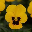 بذر بنفشه زرد خالدار