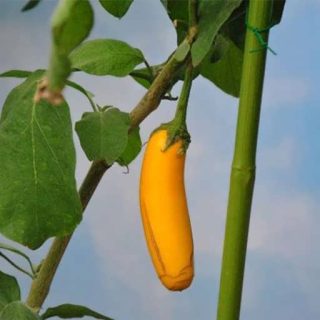 گیاه بادمجان قلمی زرد
