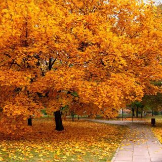 بذر درخت افرا زرد