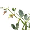 قیچ (بابال) تازه