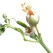 خرید بذر قیچ (بابال)